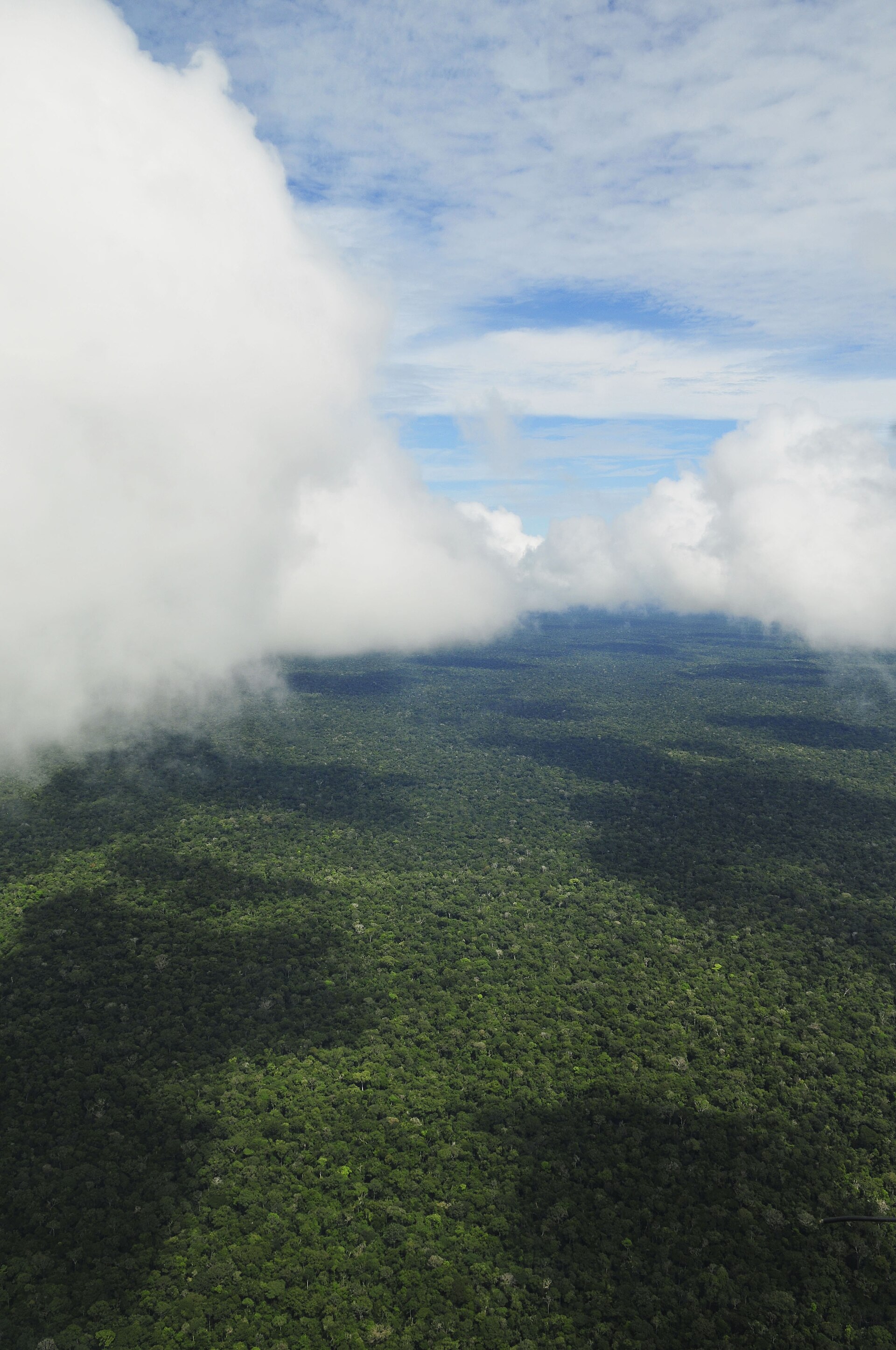 Vista aérea de la selva amazónica cerca de Manaus, Brasil